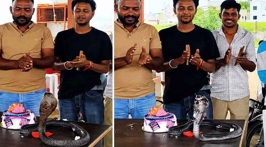 সাপের 'জন্মদিন' উপলক্ষে তেলেসমাতি আয়োজন, ভিডিও ভাইরাল - Chief TV