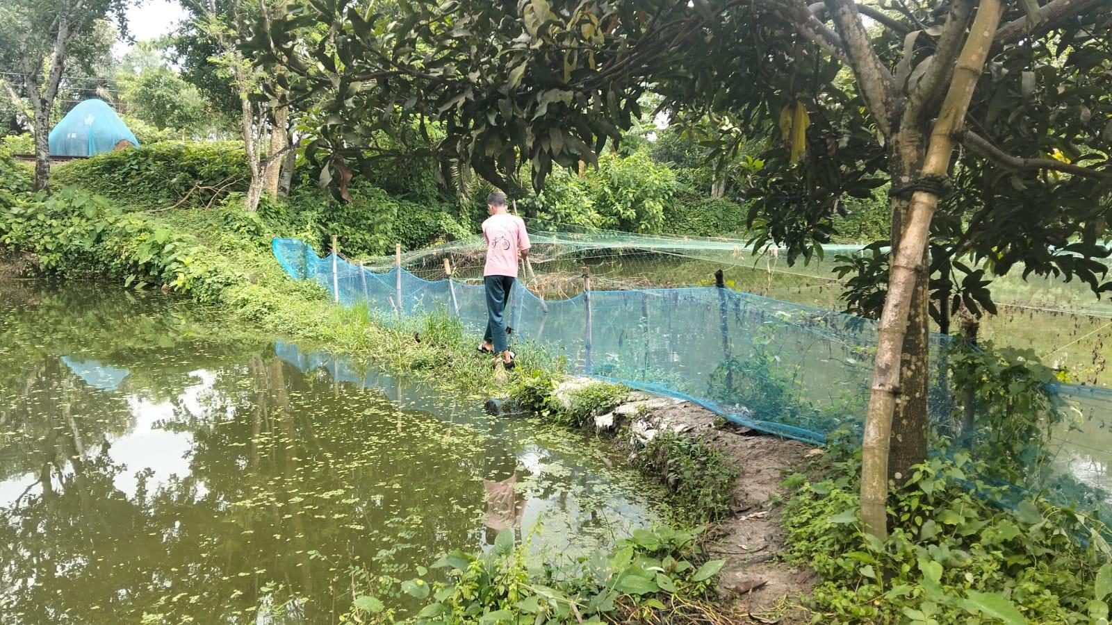 মাছ চাষে দখল পুকুর, সাঁতার শিখতে নদীতে ঝুঁকছে শিশুরা - Chief TV