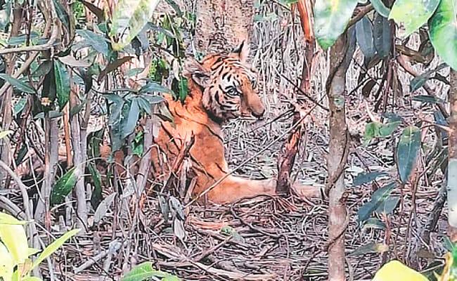দীর্ঘ ছয় মাসের চিকিৎসা শেষে সাম্রাজ্যে ফিরছে রাণী, উদ্ধার হওয়া সেই বাঘিনী - Chief TV