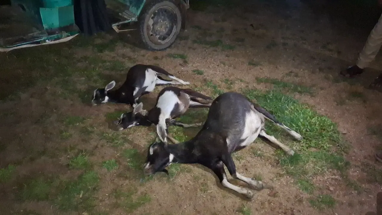 সুপারিবাগানে ঢোকায় পিটিয়ে হত্যা ৩ ছাগল, মৃত পশু নিয়ে থানায় মালিক - Chief TV