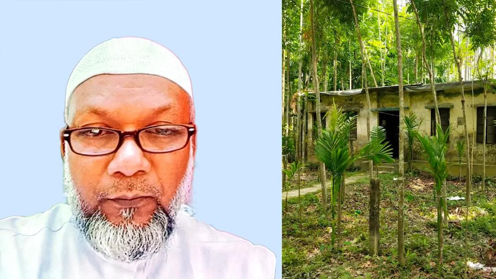 জমি দখল করে গাছ লাগানোর অভিযোগ জামায়াত নেতার বিরুদ্ধে - Chief TV