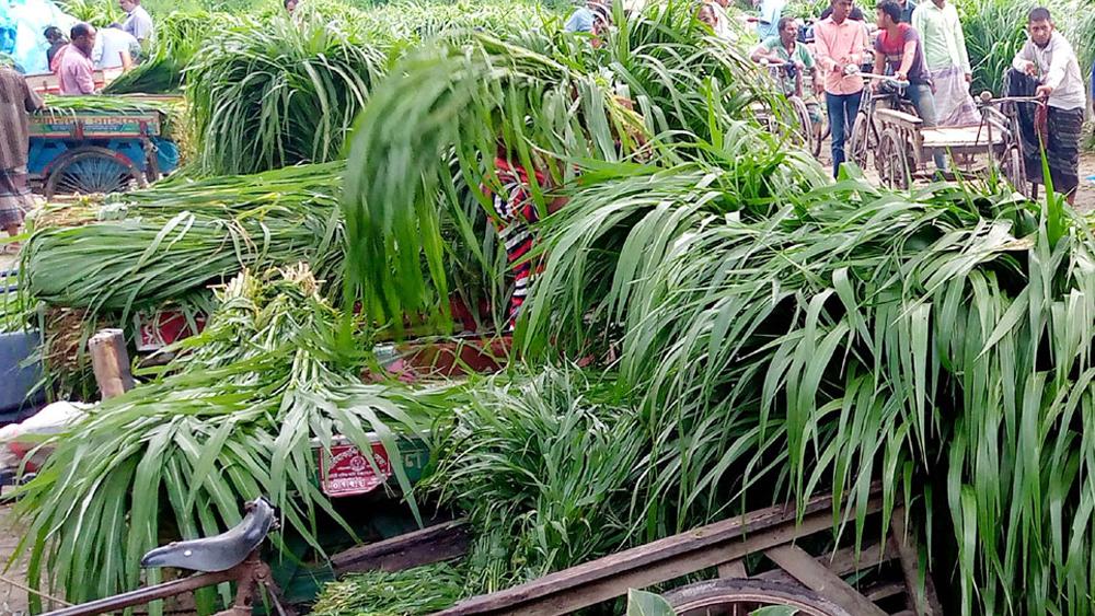 আক্কেলপুরে নেপিয়ার ঘাসের লেনদেন দৈনিক ৫০ হাজার টাকা - Chief TV