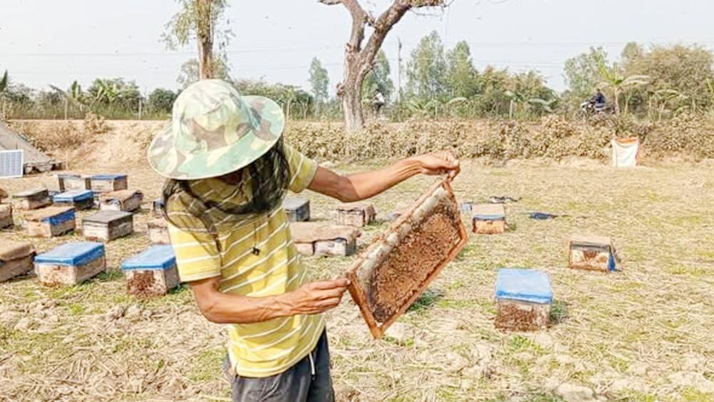 জয়পুরহাটে সরিষা ফুলের মধু সংগ্রহে ব্যস্ত মৌচাষীরা - Chief TV