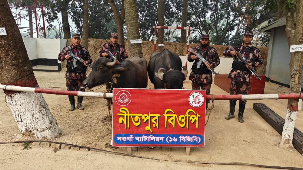 নওগাঁর পোরশা নিতপুর সীমান্তে বিজিবি কর্তৃক ভারতীয় ২ মহিষ উদ্ধার - Chief TV