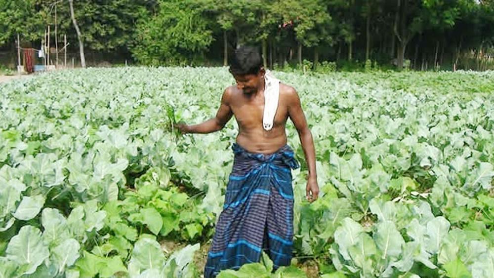সবজির সবুজে ভরে উঠেছে শ্রীবরদীর কাকিলাকুড়া ইউনিয়ন - Chief TV