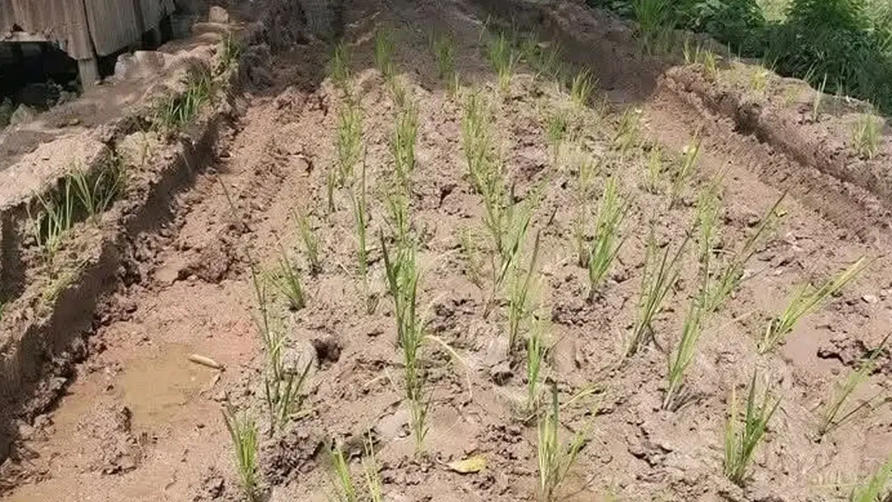 ৫৫ বছর পরও কাঁচা রাস্তা, পাকা করার দাবিতে সড়কে ধানের চারা রোপণ - Chief TV