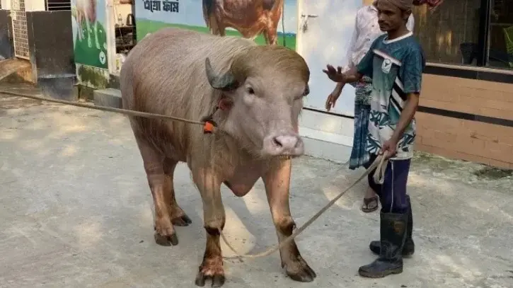 মিরপুর নেই ‘ডোনাল্ড ট্রাম্প’, গবেষণার জন্য নেওয়া হলো সাভারে - Chief TV