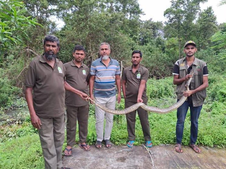 সুন্দরবনে লোকালয়ে অজগর, উদ্ধার করে অবমুক্ত-chief tv